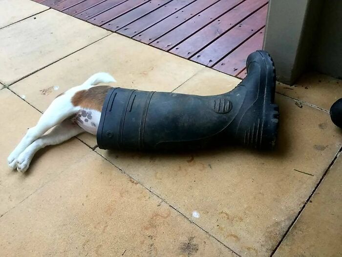 Small dog stuck inside a black boot, showcasing unhinged pets causing chaos in a playful moment outdoors.