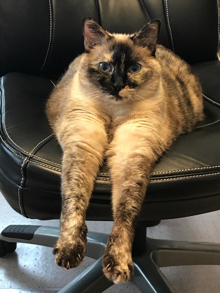 Tortoiseshell cat stretching long paws on black office chair, showing unhinged pet chaos energy and attitude.