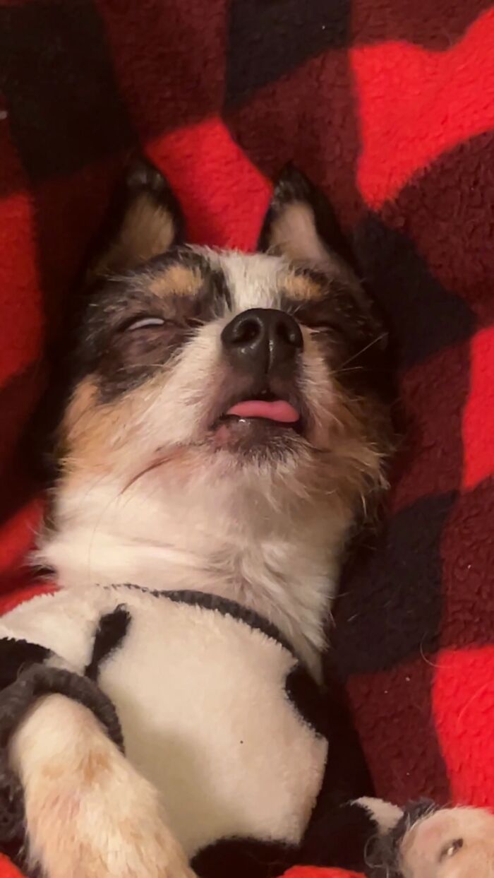 Small dog lying on a red blanket with eyes half-closed and tongue sticking out, showing unhinged pet chaos.