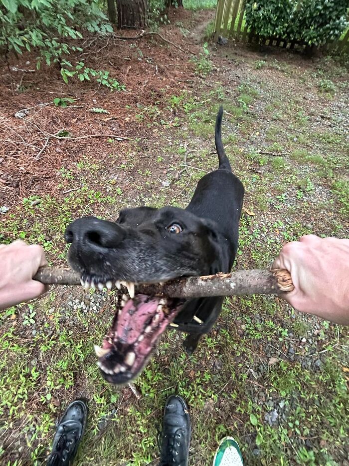 Black dog playfully biting a stick in a tug-of-war, showing chaotic energy and unhinged pet behavior outdoors.