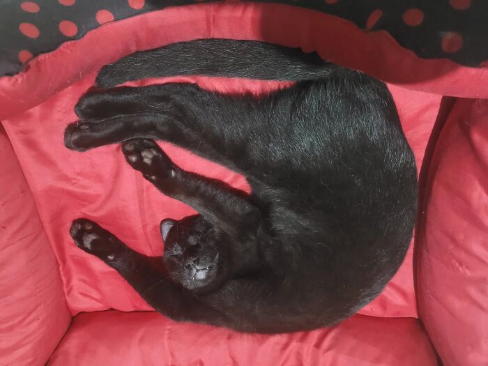 Black cat twisted into an unusual sleeping position on a red chair, showcasing unhinged pet chaos and quirky behavior.