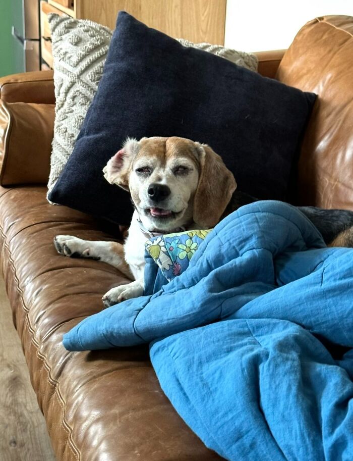 Beagle dog wrapped in a blue blanket lying on a leather couch showing an unhinged pet expression.