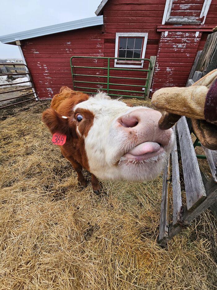 Close-up of an unhinged pet cow playfully sticking out its tongue near a barn, embodying adorable chaos and mischief.
