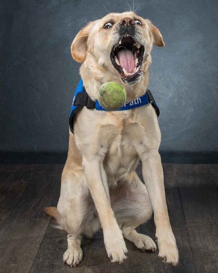 Yellow Labrador retriever in chaotic motion trying to catch a tennis ball mid-air with an excited expression.