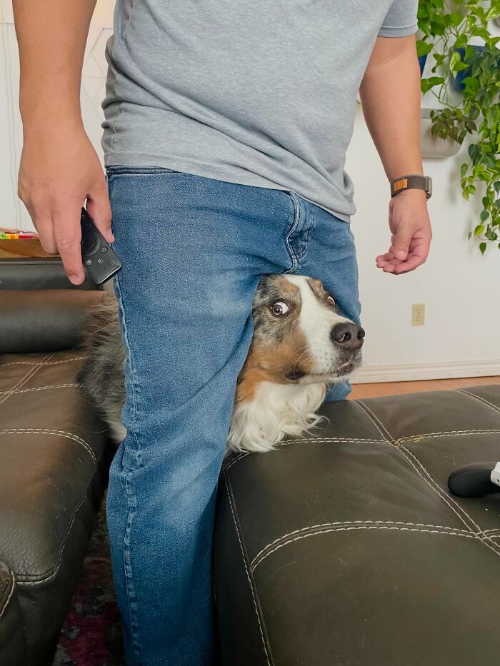 Unhinged pet dog peeking nervously through person's legs on couch, showcasing chaotic and adorable behavior.