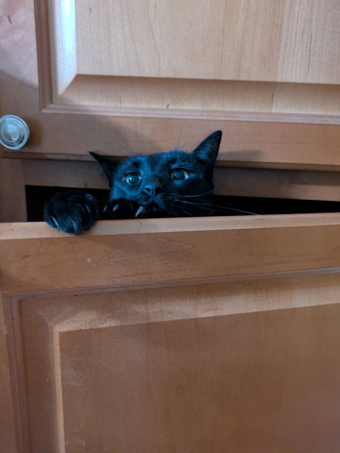 Black cat peeking out from a kitchen drawer, capturing an unhinged pet moment full of playful chaos.