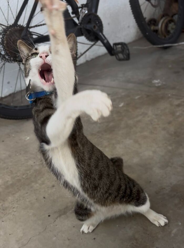 Playful unhinged pet cat stretching and pawing in a chaotic pose on a concrete floor near bicycle wheels