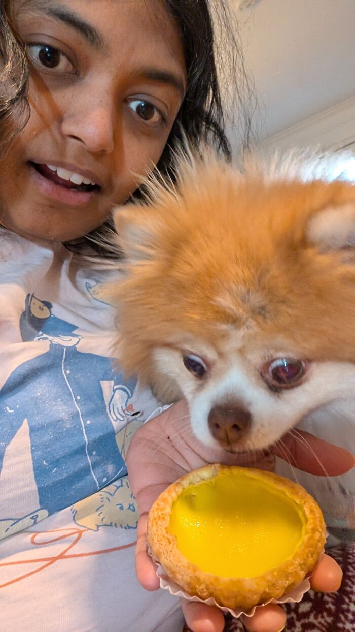 Person holding unhinged fluffy dog curiously sniffing a yellow tart, capturing adorable pets in chaotic moments.