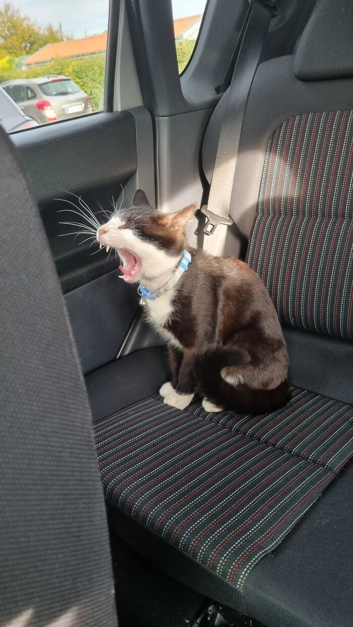 Black and white cat yawning loudly inside a car seat, capturing the chaos vibe of unhinged pets waking up wild.