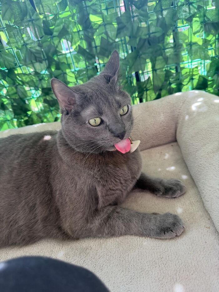 Gray cat with tongue sticking out lying in a pet bed, one of the adorable unhinged pets causing absolute chaos.