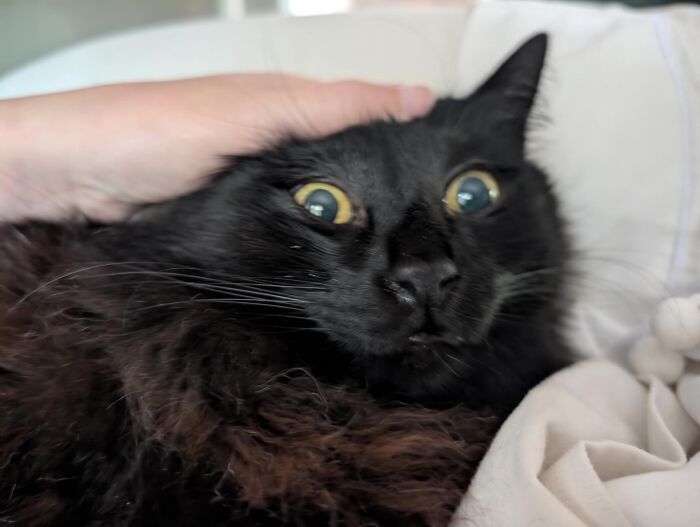 Close-up of an unhinged black cat with wide eyes, embodying the chaotic spirit of adorable pets choosing absolute chaos.
