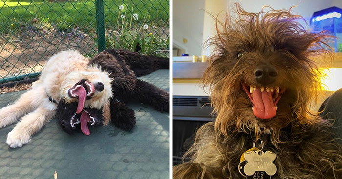 44 Adorable Pics Of Unhinged Pets Who Woke Up And Chose Absolute Chaos That Day