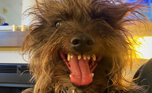 44 Pet Photos That Were Clearly Taken Moments Before Disaster Struck