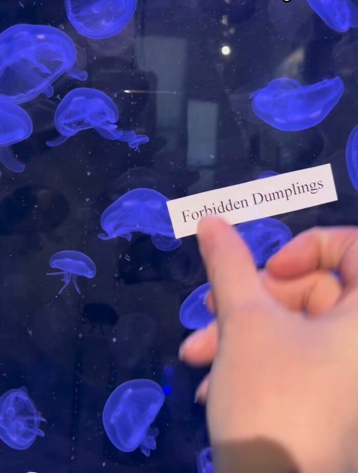 A hand points at a Forbidden Dumplings sign taped to an aquarium with glowing blue jellyfish, an unhinged meme.
