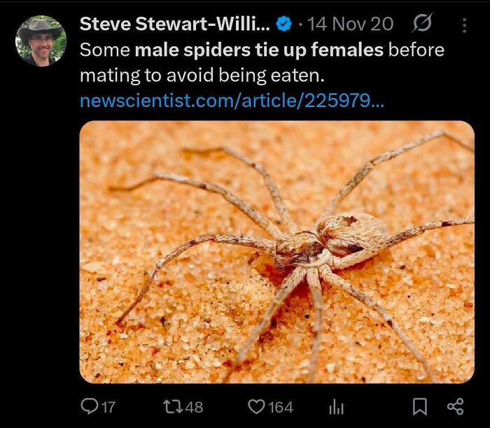 A spider on sand, illustrating a fun fact that might make your inner goblin laugh, from Unhinged Memes.