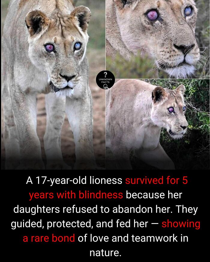 A blind 17-year-old lioness, aided by her daughters, showcasing interesting facts about animal bonds and survival.
