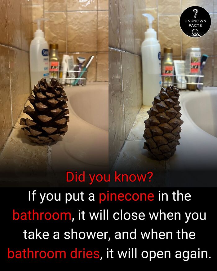 An open and closed pinecone in a bathroom, revealing interesting facts about its response to humidity.