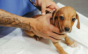 Man Cancels Unpaid Radio Shift To Care For Sick Pet, Host Tears Into Him, He Walks Out For Good