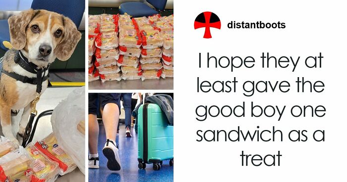 US Customs K-9 Beagle Becomes Viral Sensation After Catching Passenger With 100 Sandwiches