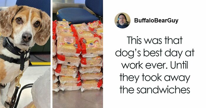 US Customs K-9 Beagle Becomes Viral Sensation After Catching Passenger With 100 Sandwiches