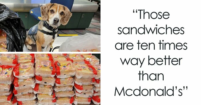 US Customs K-9 Beagle Becomes Viral Sensation After Catching Passenger With 100 Sandwiches