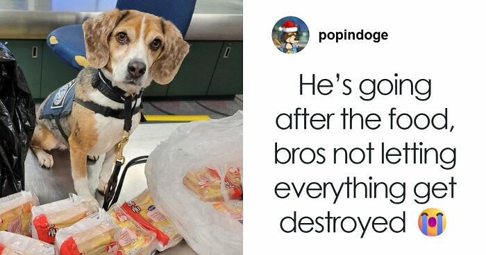 US Customs K-9 Beagle Becomes Viral Sensation After Catching Passenger With 100 Sandwiches