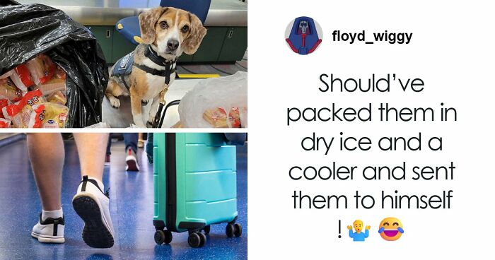 US Customs K-9 Beagle Becomes Viral Sensation After Catching Passenger With 100 Sandwiches