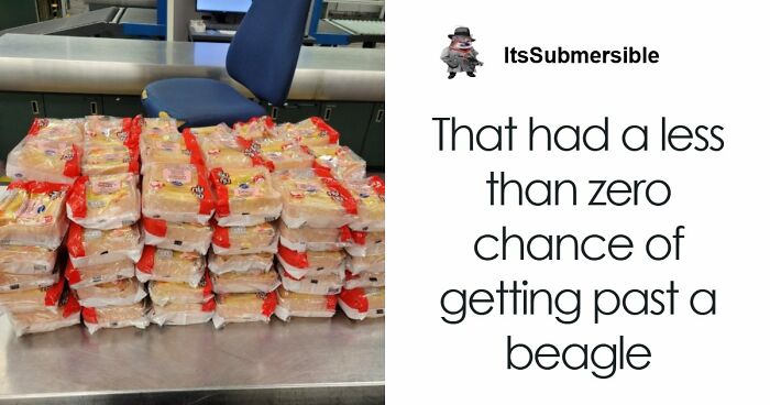 US Customs K-9 Beagle Becomes Viral Sensation After Catching Passenger With 100 Sandwiches