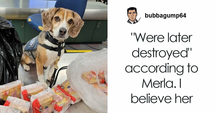 US Customs K-9 Beagle Becomes Viral Sensation After Catching Passenger With 100 Sandwiches