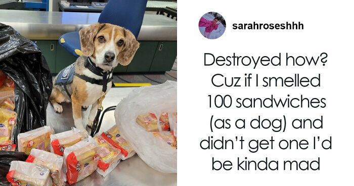 US Customs K-9 Beagle Becomes Viral Sensation After Catching Passenger With 100 Sandwiches