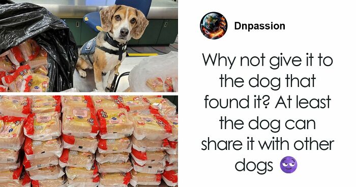 US Customs K-9 Beagle Becomes Viral Sensation After Catching Passenger With 100 Sandwiches