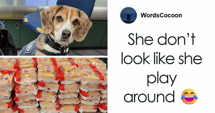 US Customs K-9 Beagle Becomes Viral Sensation After Catching Passenger With 100 Sandwiches