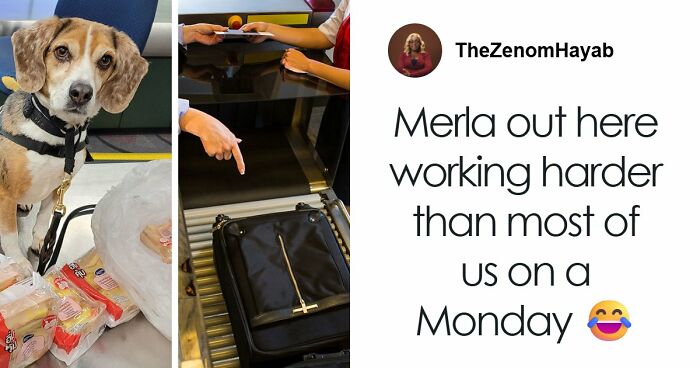 US Customs K-9 Beagle Becomes Viral Sensation After Catching Passenger With 100 Sandwiches