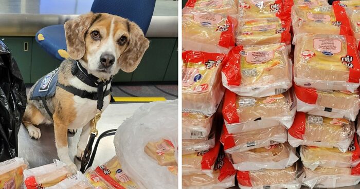 US Customs K-9 Beagle Becomes Viral Sensation After Catching Passenger With 100 Sandwiches