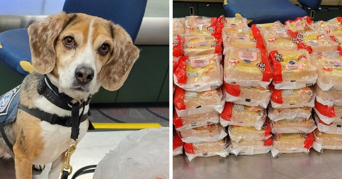 US Customs K-9 Beagle Becomes Viral Sensation After Catching Passenger With 100 Sandwiches