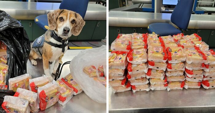 US Customs K-9 Beagle Becomes Viral Sensation After Catching Passenger With 100 Sandwiches