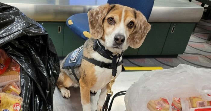 US Customs K-9 Beagle Becomes Viral Sensation After Catching Passenger With 100 Sandwiches