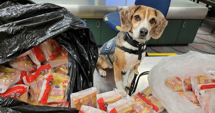 US Customs K-9 Beagle Becomes Viral Sensation After Catching Passenger With 100 Sandwiches