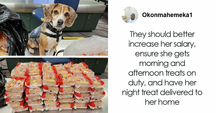 US Customs K-9 Beagle Becomes Viral Sensation After Catching Passenger With 100 Sandwiches