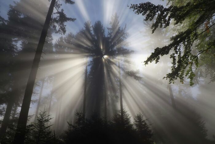 Sun rays pierce through a misty, dark forest canopy, creating a satisfying picture that feels like a gentle reset.