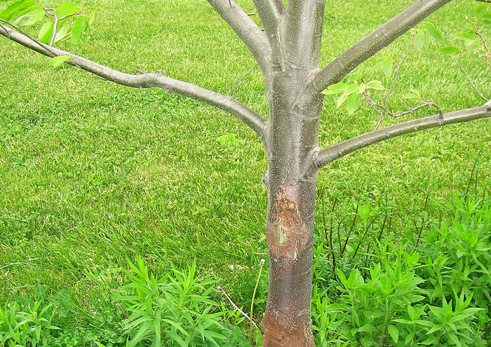 Close-up of a young tree trunk and branches growing in a grassy area with surrounding green plants, illustrating nature theories.