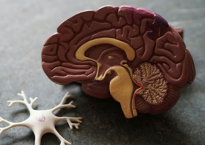 Model of a human brain and neuron on a surface illustrating theories by scientists that are not yet proven.