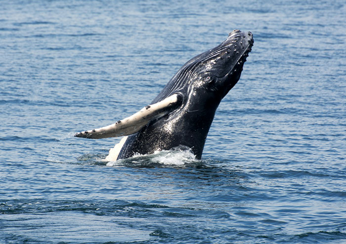 Humpback whale breaching in the ocean, illustrating one of the biggest scientific theories not yet proven.