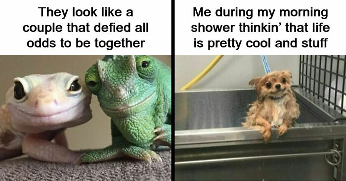 53 Wholesome Internet Finds That Might Just Lift Your Mood