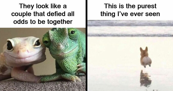 53 Wholesome Internet Finds That Might Just Lift Your Mood