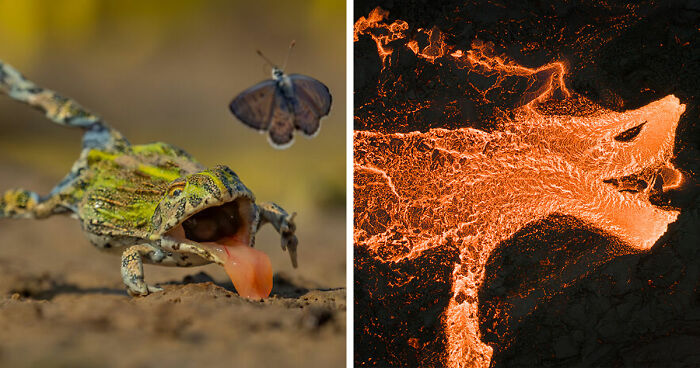20 Stunning Winning Photos From The GDT Nature Photographer Of The Year 2026