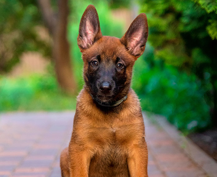 A cute German Shepherd puppy with large ears and a black snout looks directly at the camera. Boyfriends and husbands.