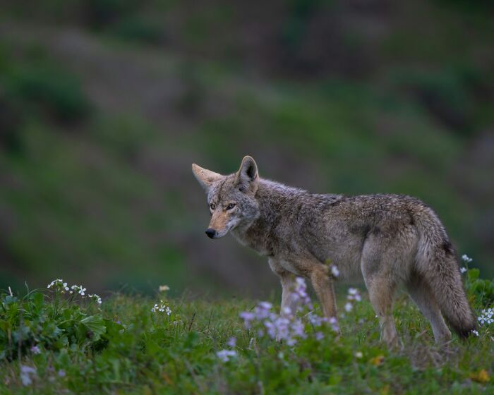 Coyote standing in a flower-filled meadow, illustrating bizarre family moments people once found normal.