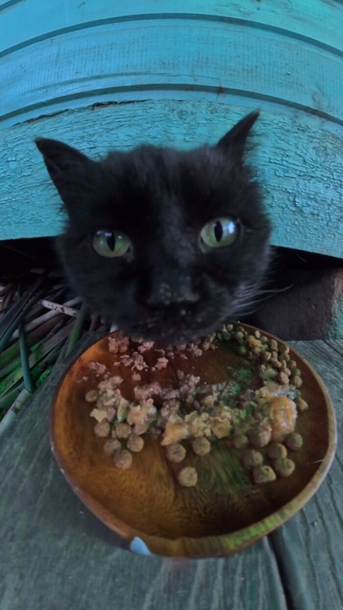 This Guy Uses A Drone And An Rc Car To Feed Stray Animals, And The Results Are Surprisingly Heartwarming