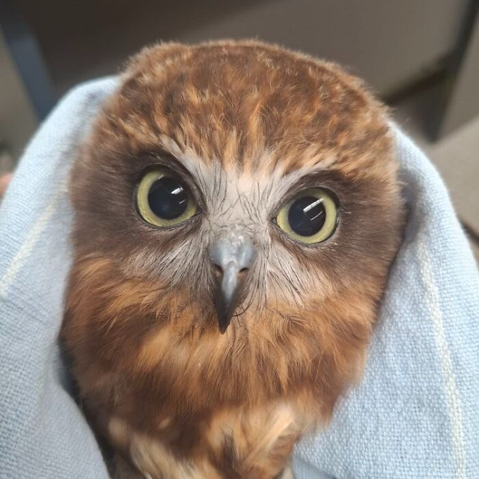 People Can’t Stop Smiling At These Adorably Wrapped Rescue Owls From A Wildlife Rehabilitation Center (40 New Pics)